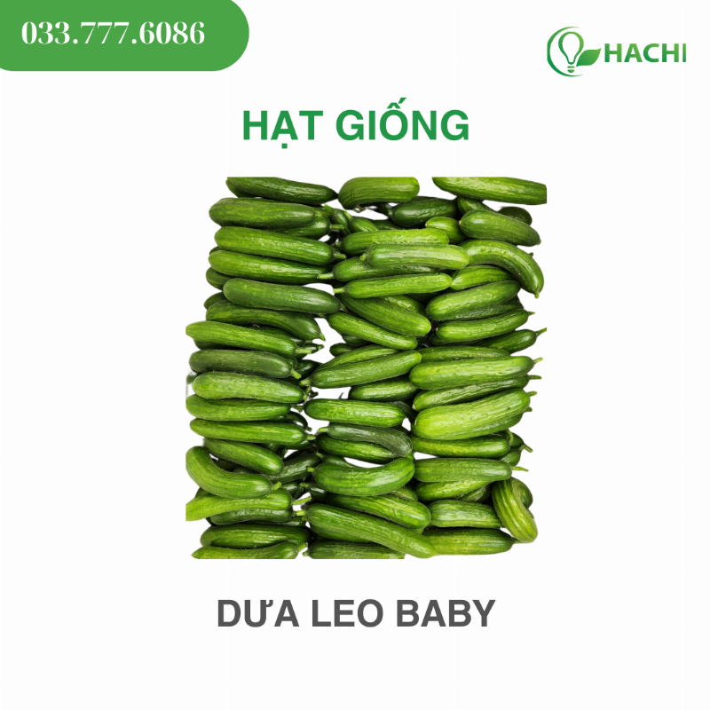 Đất trồng dưa leo tơi xốp giàu dinh dưỡng giúp cây phát triển mạnh mẽ và cho nhiều quả.